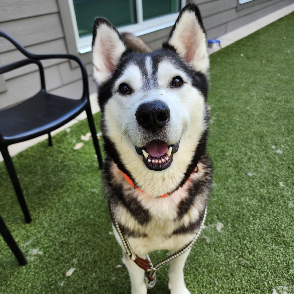 Alpine is available for adoption at Guilford County Animal Services