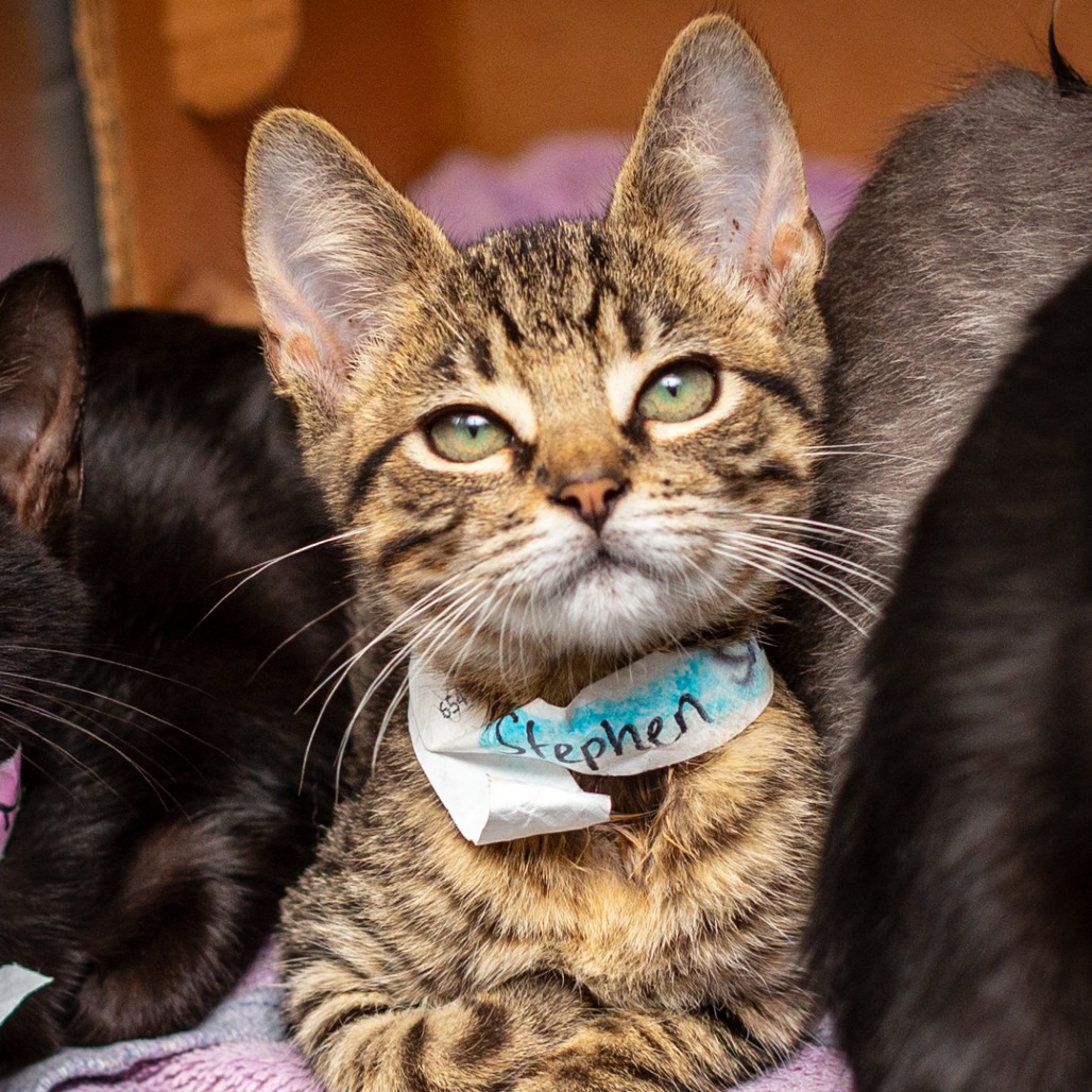 STEPHEN STRANGE - Domestic Shorthair / Mix available for adoption