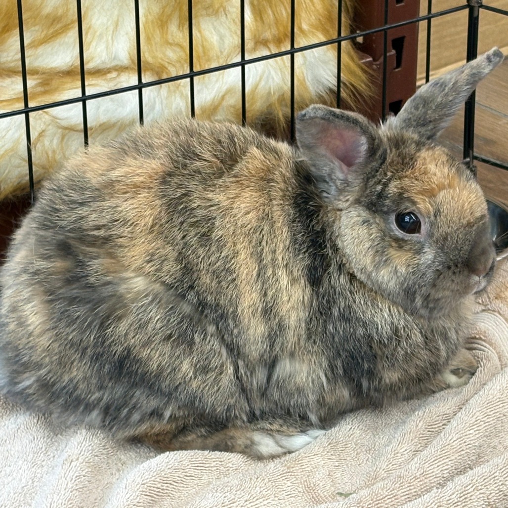 Kodah AKA Bumblebee, photo 6