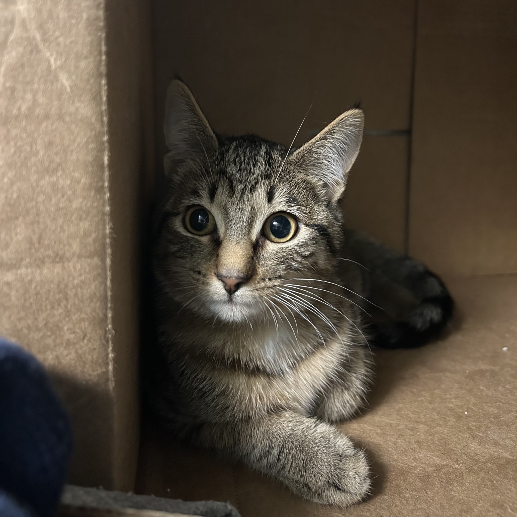 Lysol — thumbnail 3