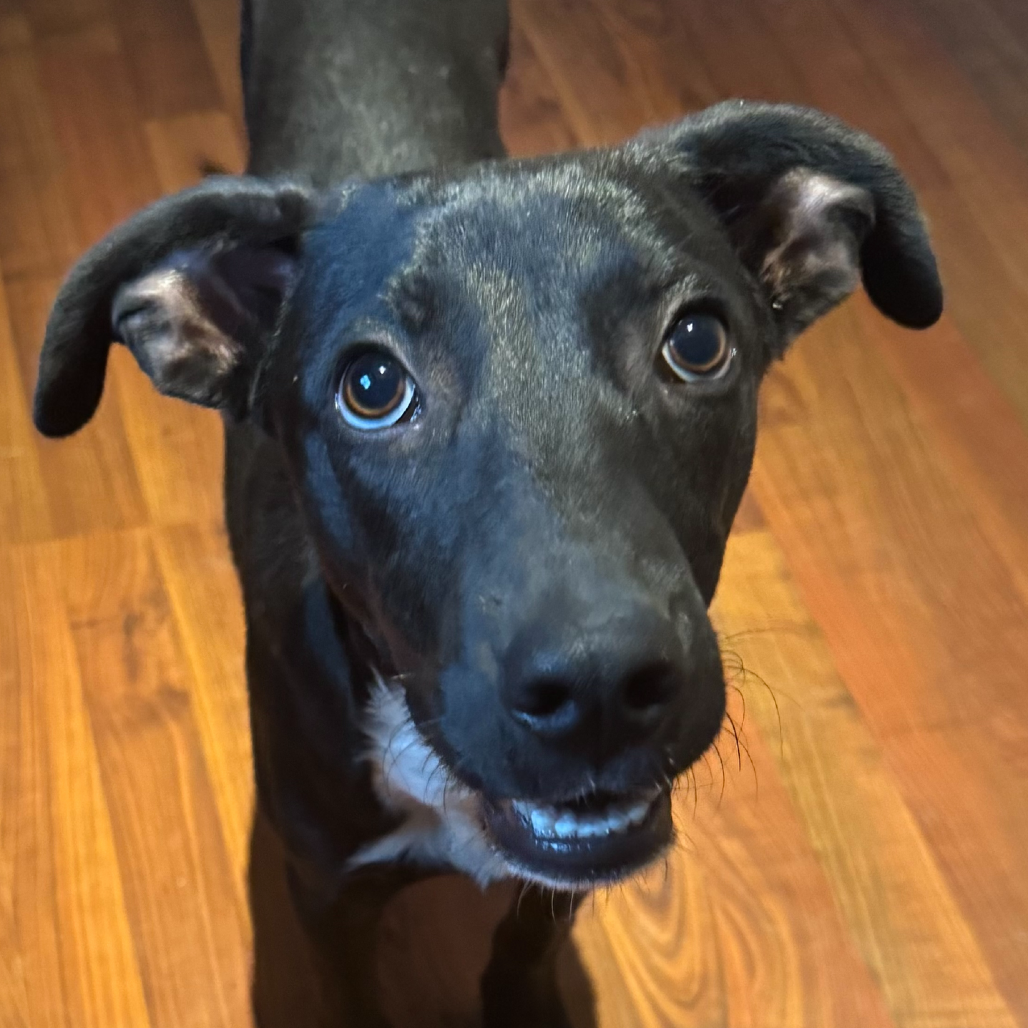 Ralphie