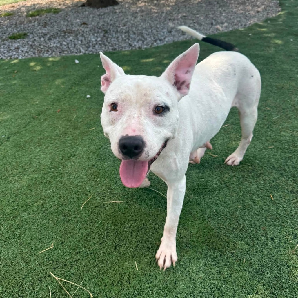 Zoya (Formerly Taco), photo 11