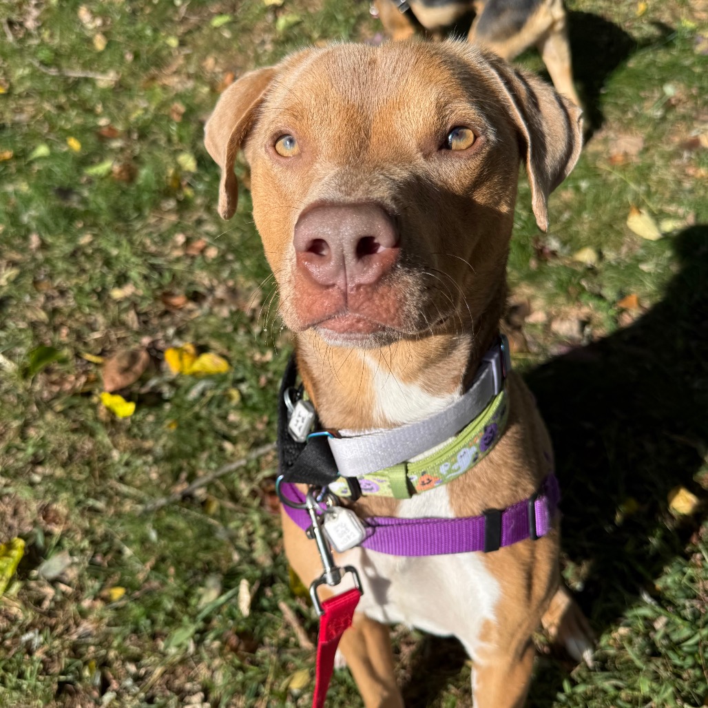Daisy, photo 12