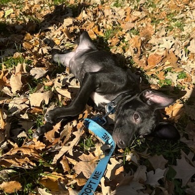 Lake--In Foster***ADOPTION PENDING***, photo 3