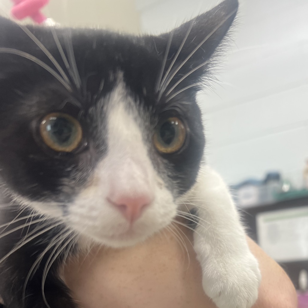 WONDERFUL (BONDED TO TERRIFIC) - Domestic Shorthair available for adoption