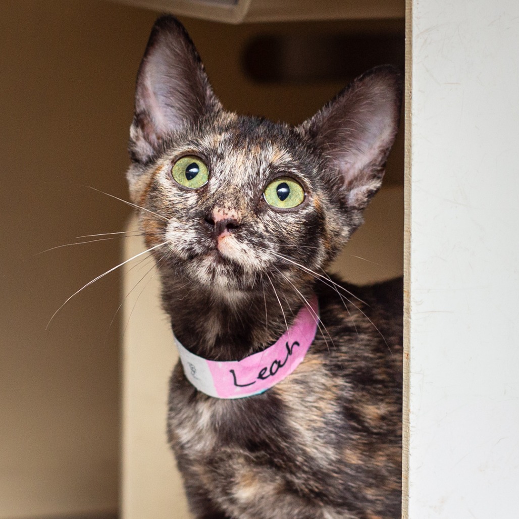 LEAH - Domestic Shorthair / Mix available for adoption