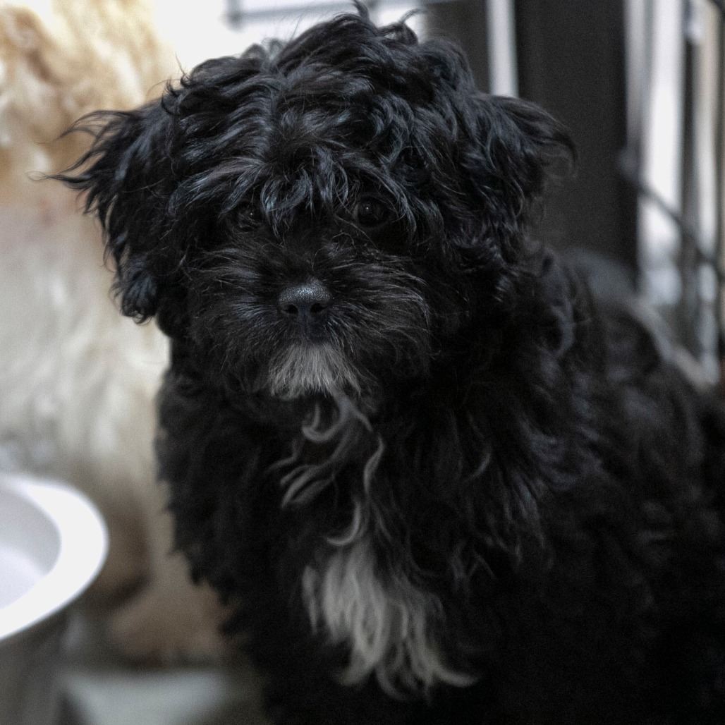 MILO (AG26-186) - Pekingese / Poodle, Miniature available for adoption