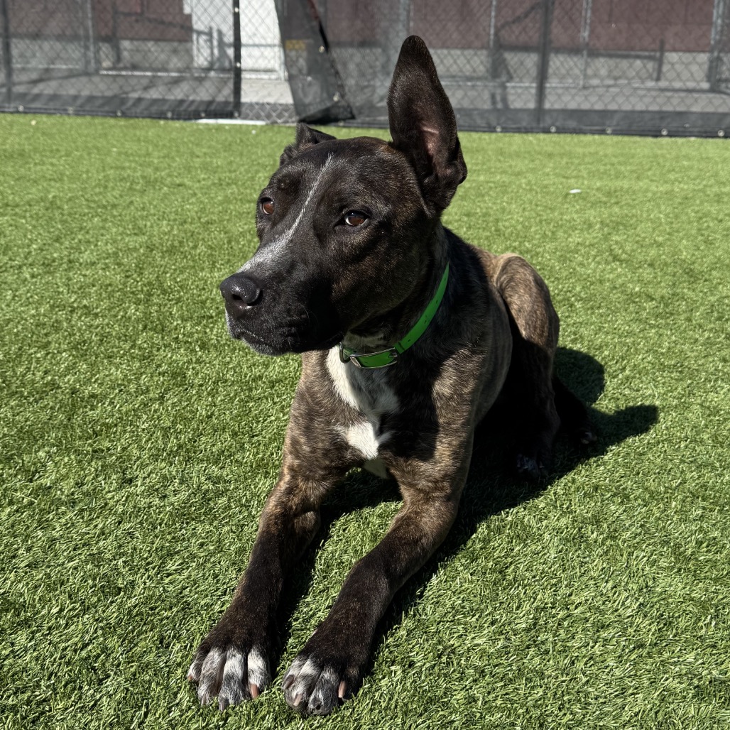 Bodhi — thumbnail 7