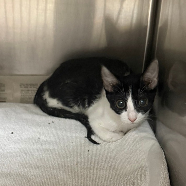ERIDANUS - Domestic Shorthair available for adoption