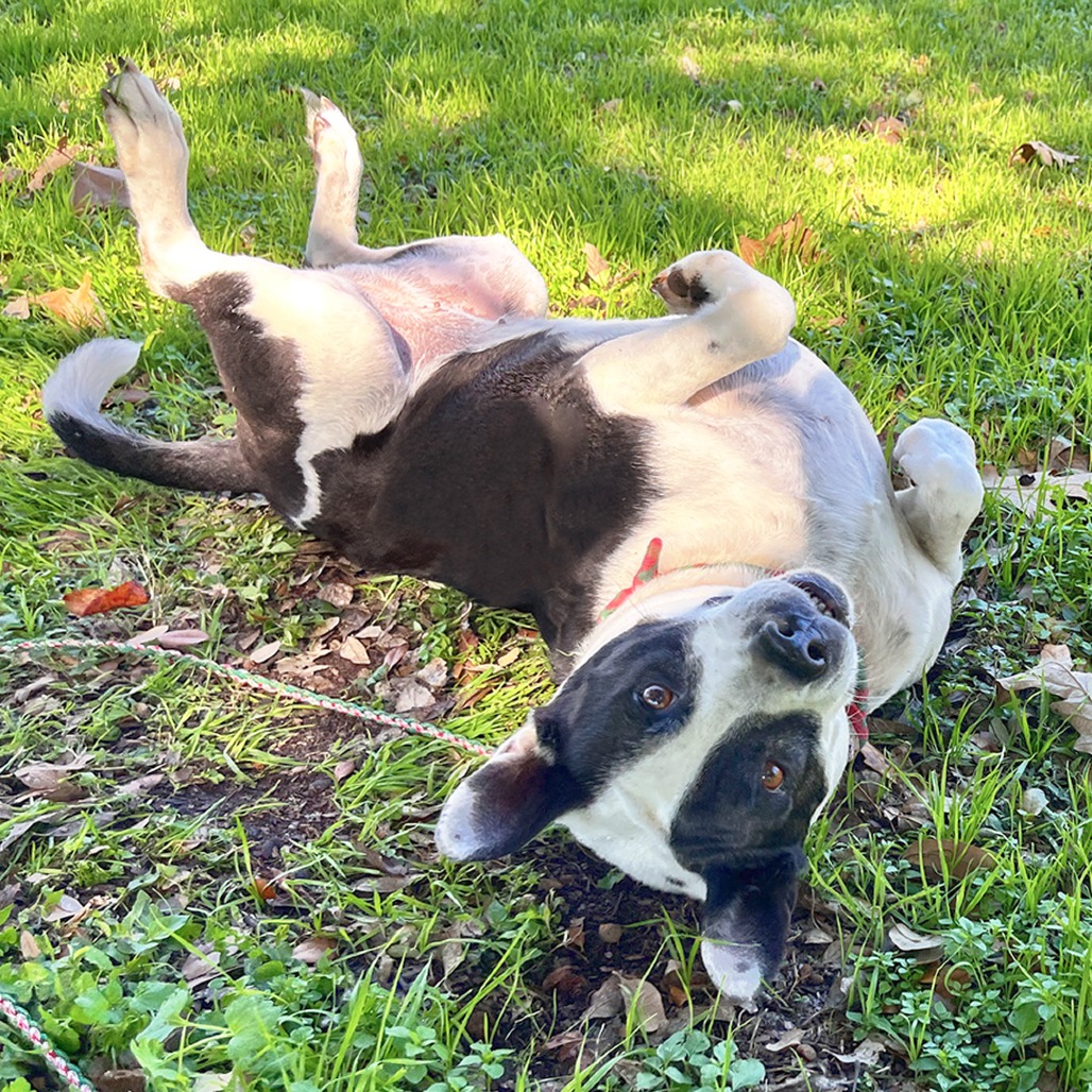 Bluebelle, additional photo