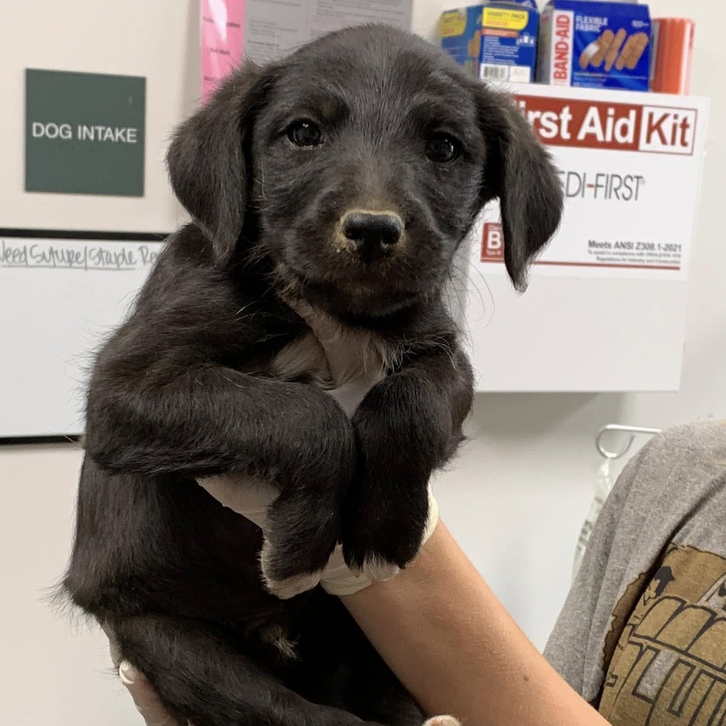 SAXOPHONE - Schnauzer / Retriever, Labrador available for adoption