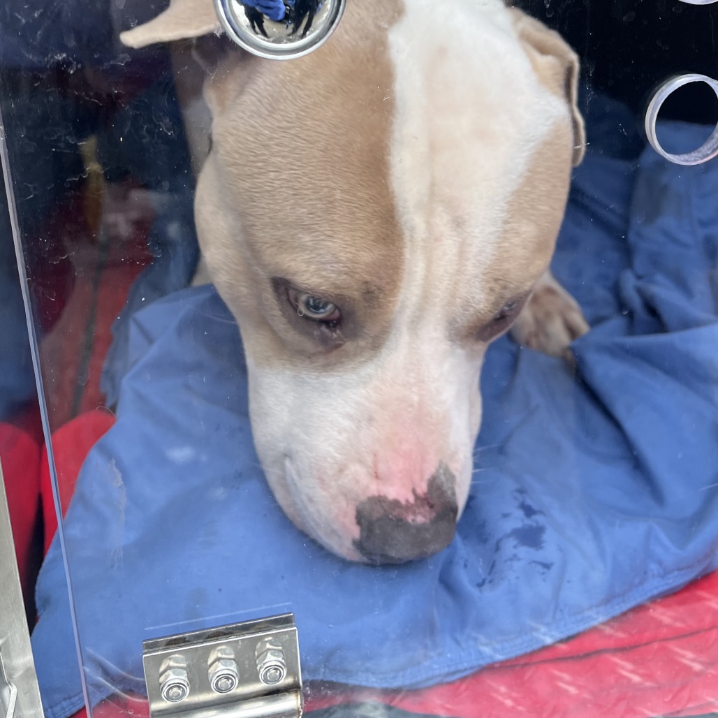 Wombat — thumbnail 2