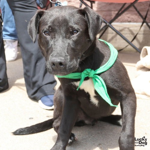 RYDER - Cattle Dog, Australian (Blue Heeler) / Retriever available for adoption