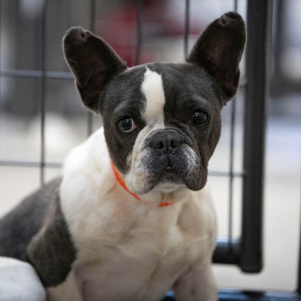 CHARLOTTE (AG26-169) - Bulldog / French available for adoption