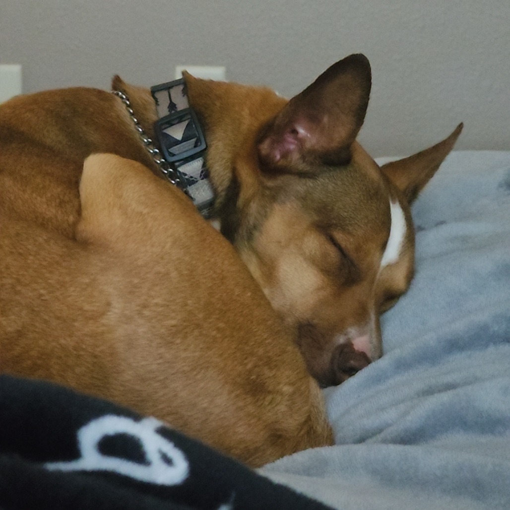 GIBLET — thumbnail 3