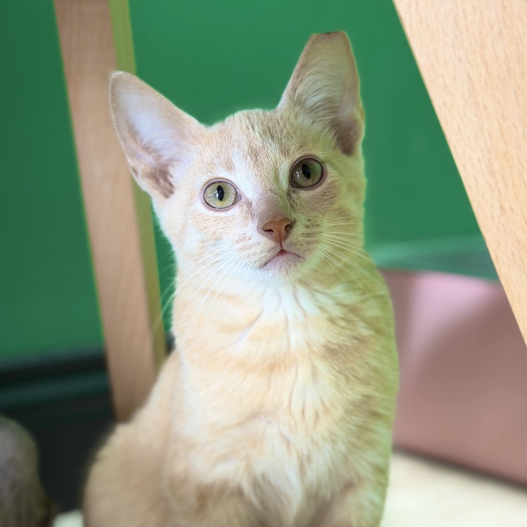 DOODLE BEAR - Domestic Shorthair available for adoption