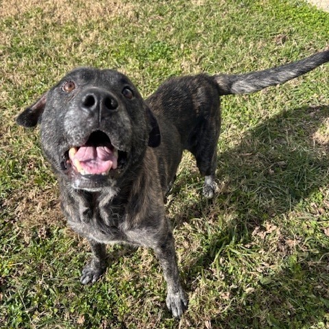 Archie — thumbnail 5