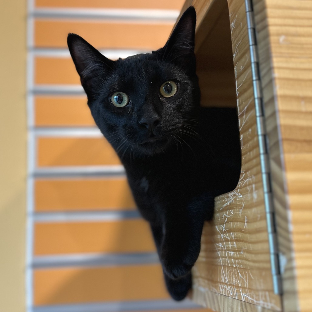 MURPHY - Domestic Shorthair available for adoption