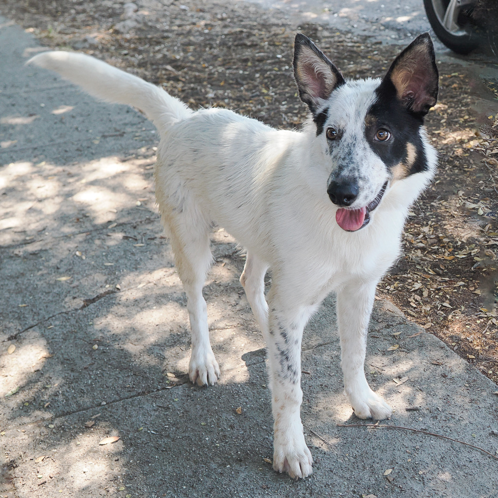 RANGER, photo 4