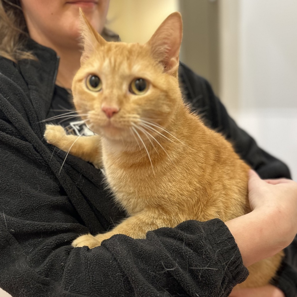 BRAHM - Domestic Shorthair available for adoption