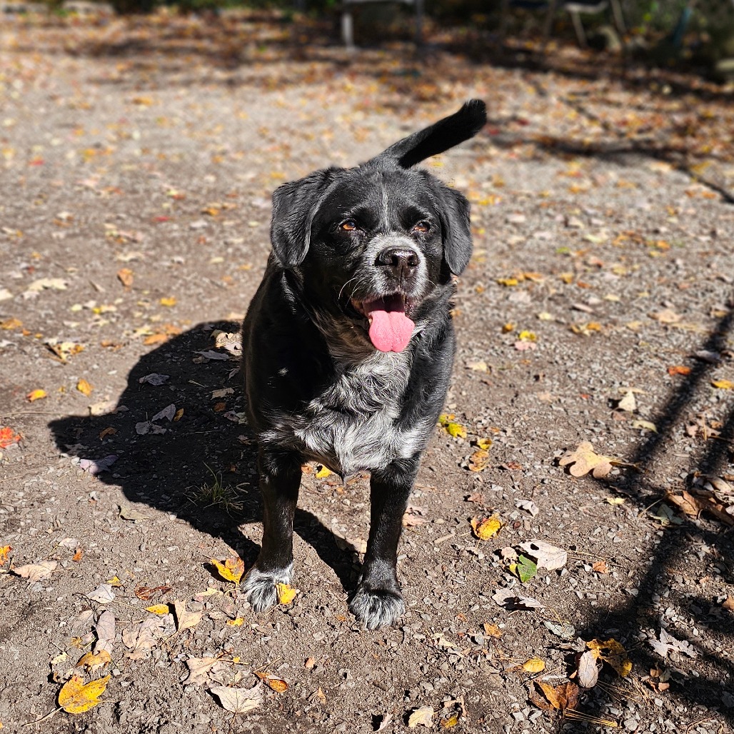 Dillon, photo 15