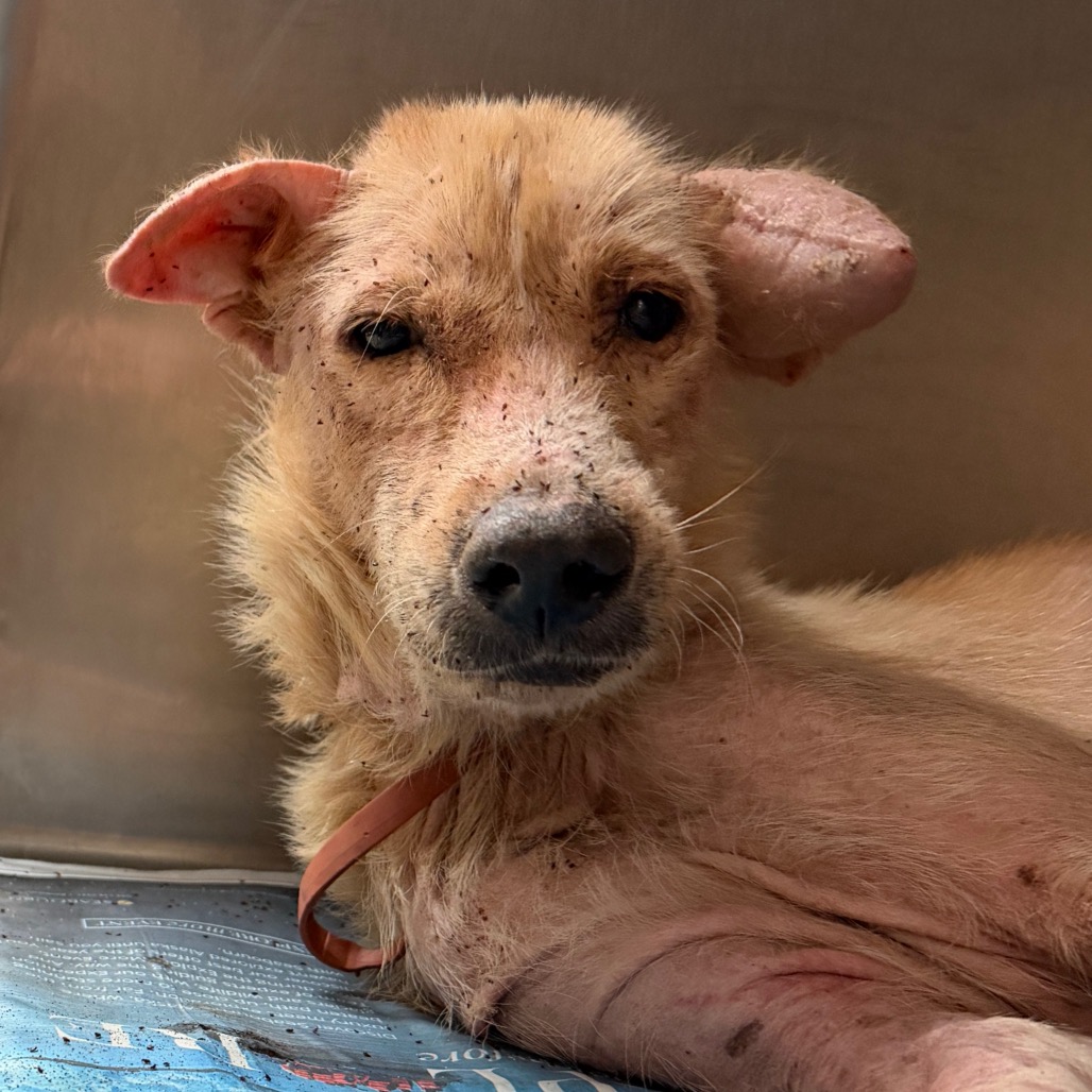 TROY - Shepherd available for adoption