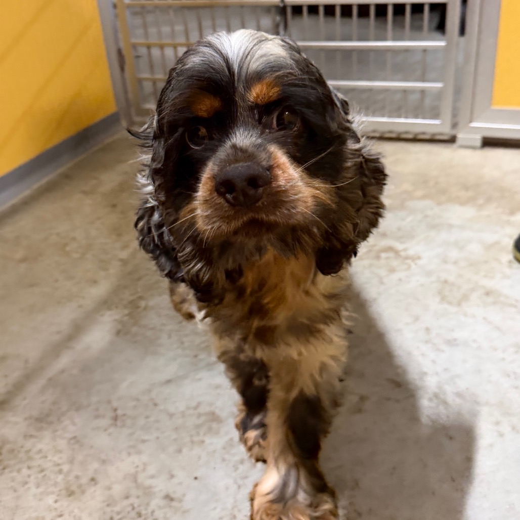 ZECHARIAH - MISSOURI (AG26-79) - Spaniel / American Cocker available for adoption