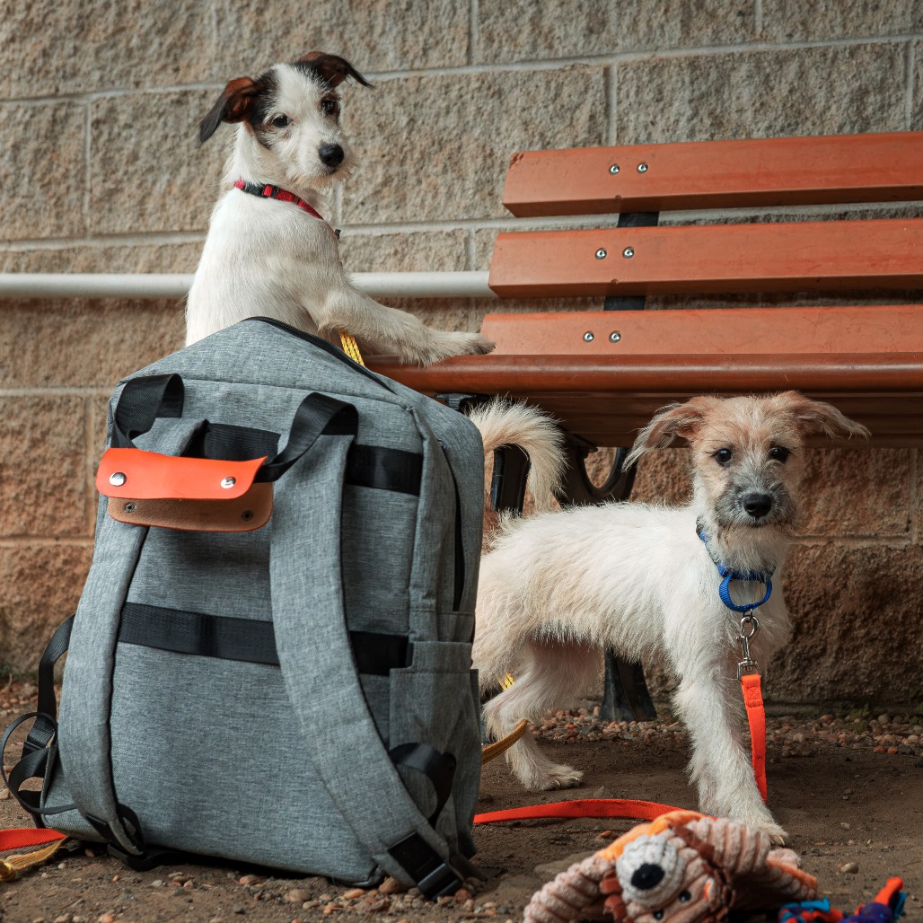 Wishbone, photo 8