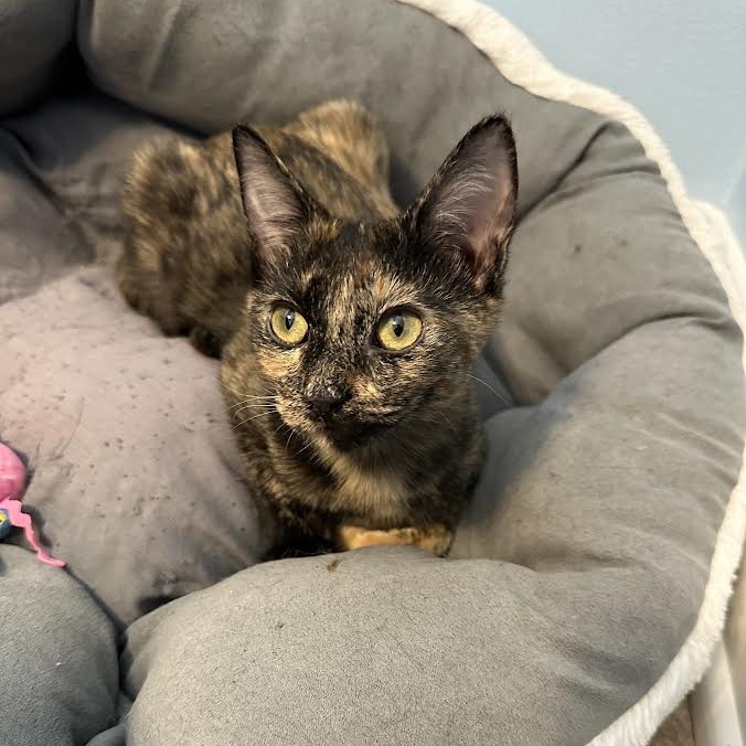 AUBREY - Domestic Shorthair available for adoption