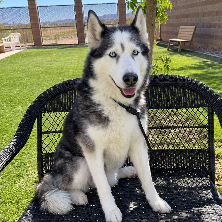 OSITO - Malamute / Alaskan for adoption in Henderson