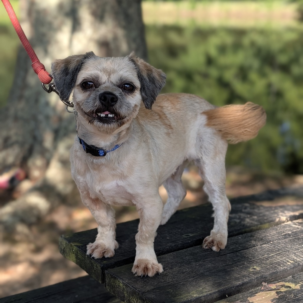 Wookiee 08-1710, photo 8