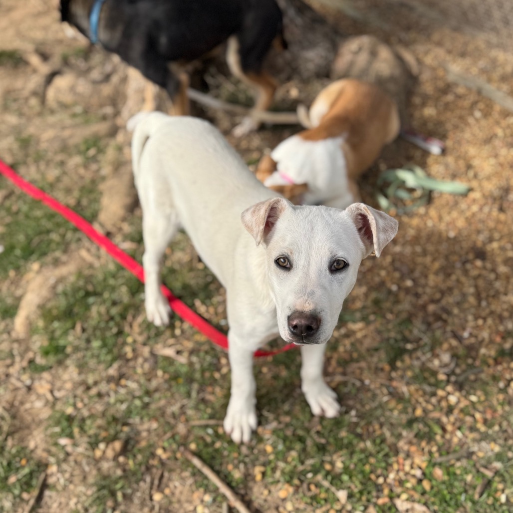 Whitt — thumbnail 2