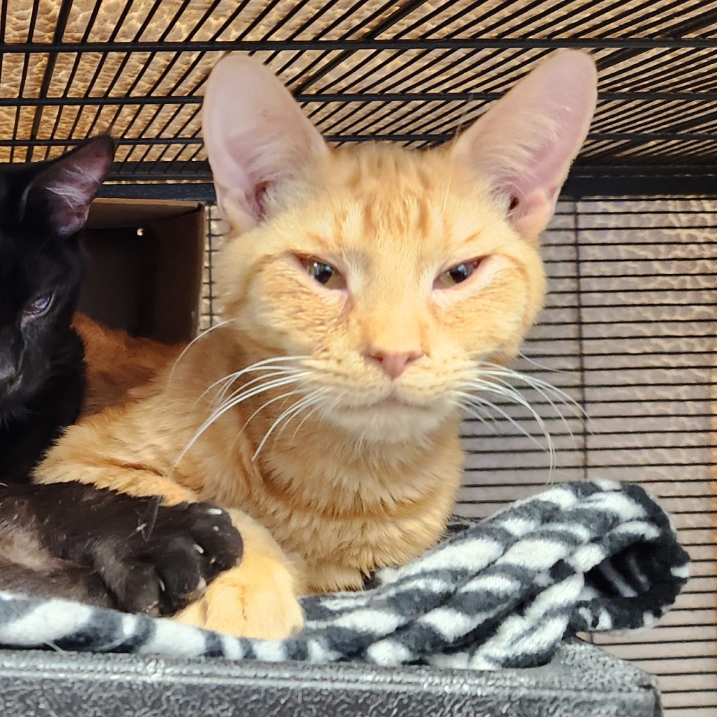 Sunlight — thumbnail 4