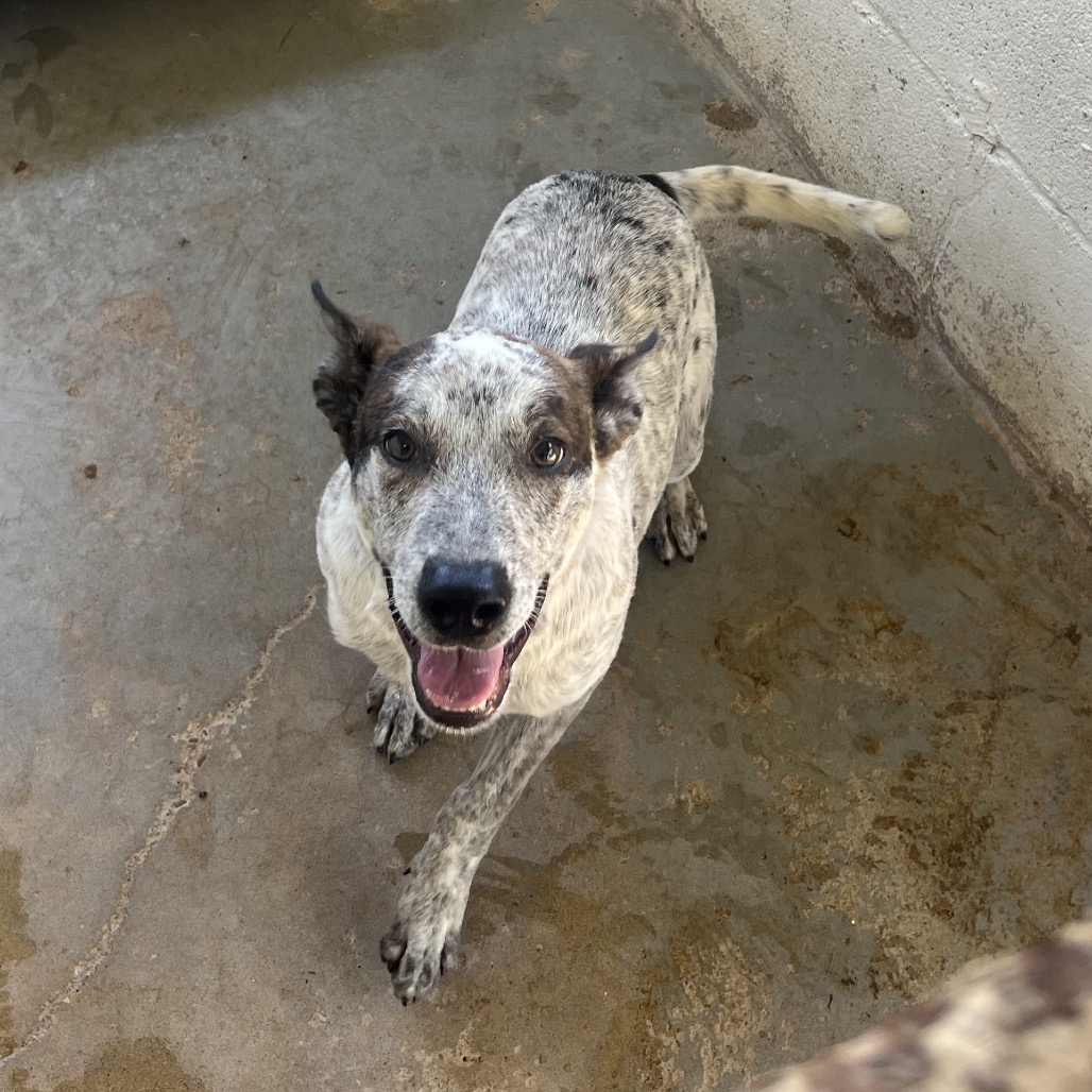 Abe, available for adoption at PVAS