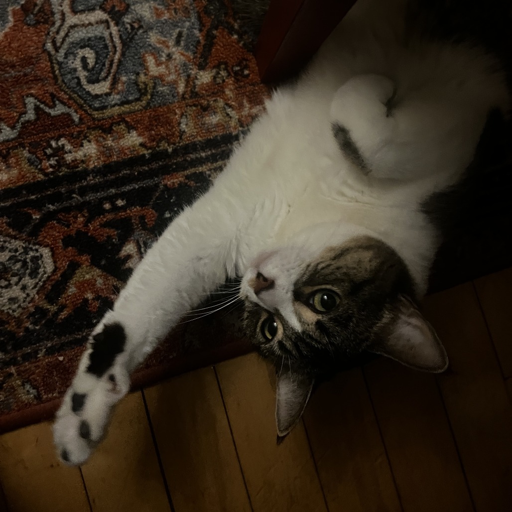 Blossom - Available from Foster, photo 9