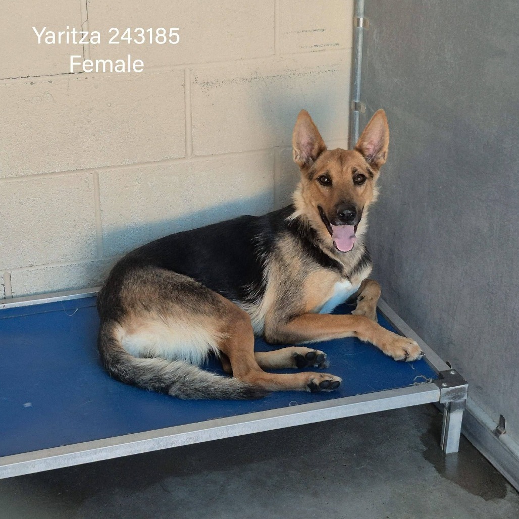 Yaritza, available for adoption at PVAS