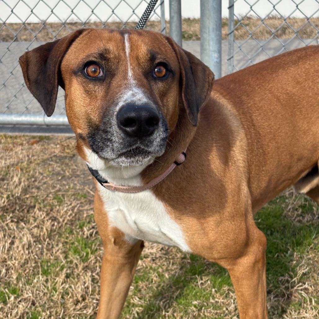 BRUNO MARS - Retriever, Labrador / Mix available for adoption