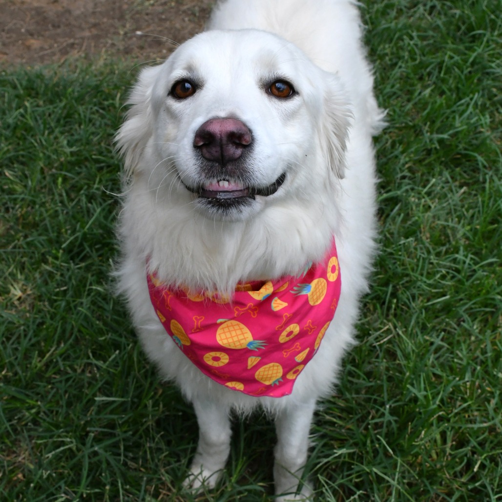MISS GUMBALL - Pyrenees / Great available for adoption