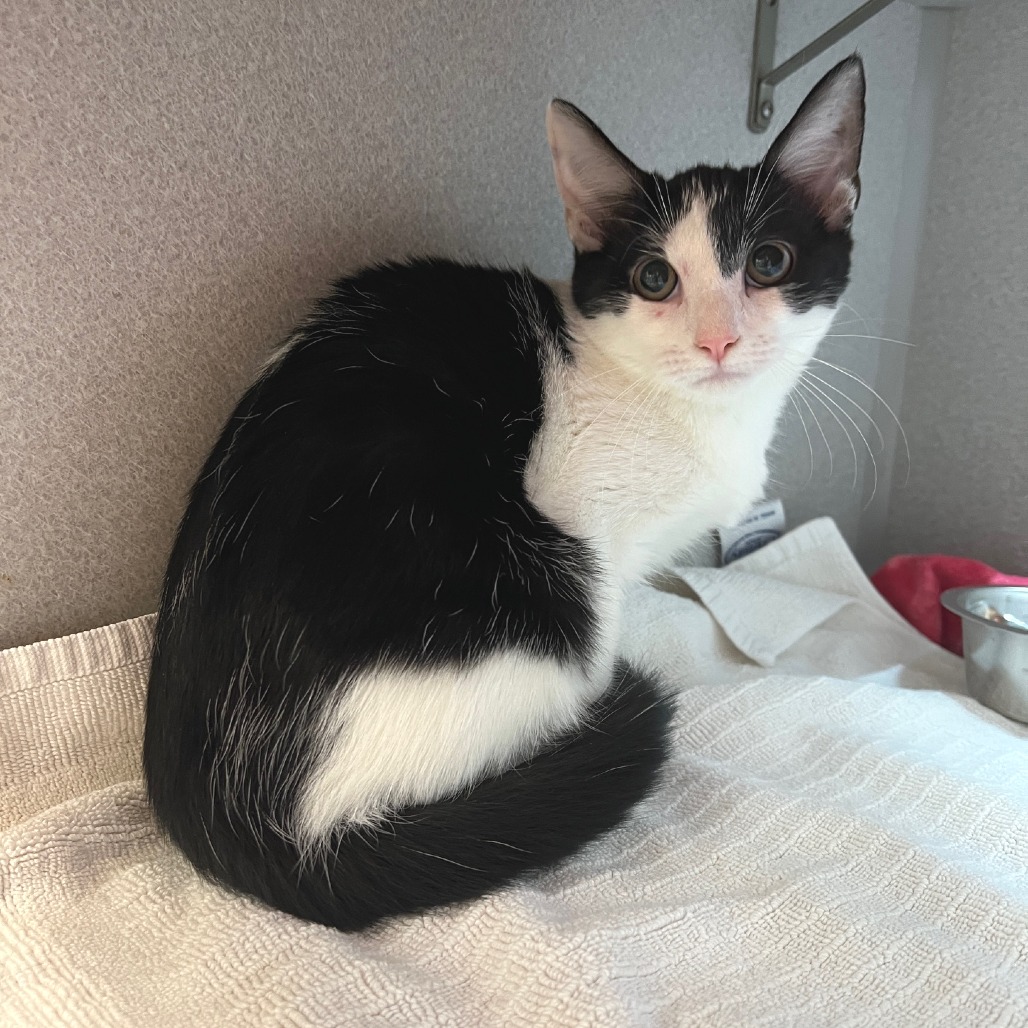 Photo of Peaches