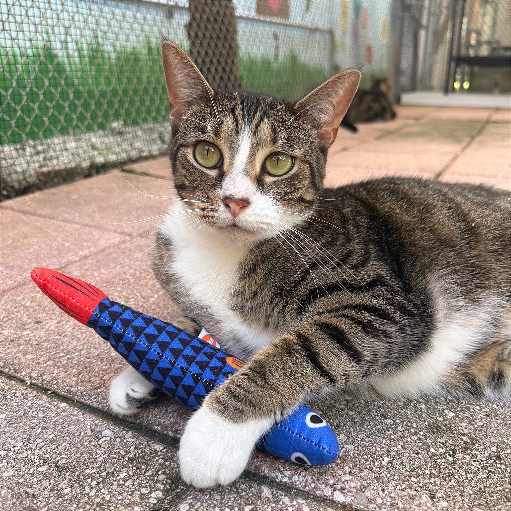 ASHER - Domestic Shorthair available for adoption