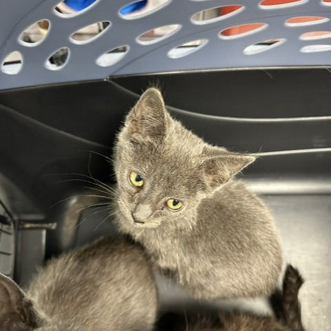 Chelsea