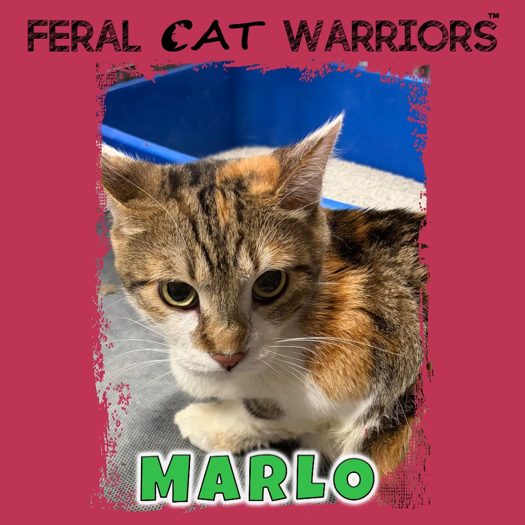 Marlo