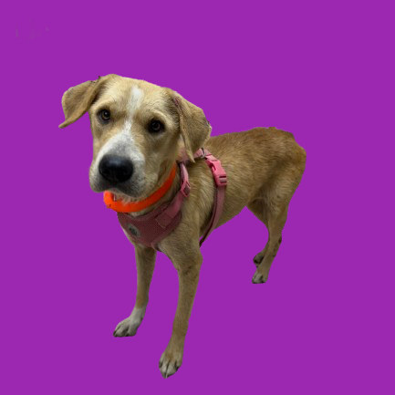 Tusc Stray 81875 2