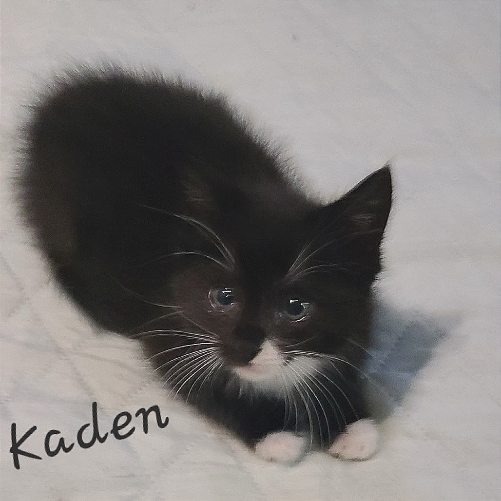 Kaden