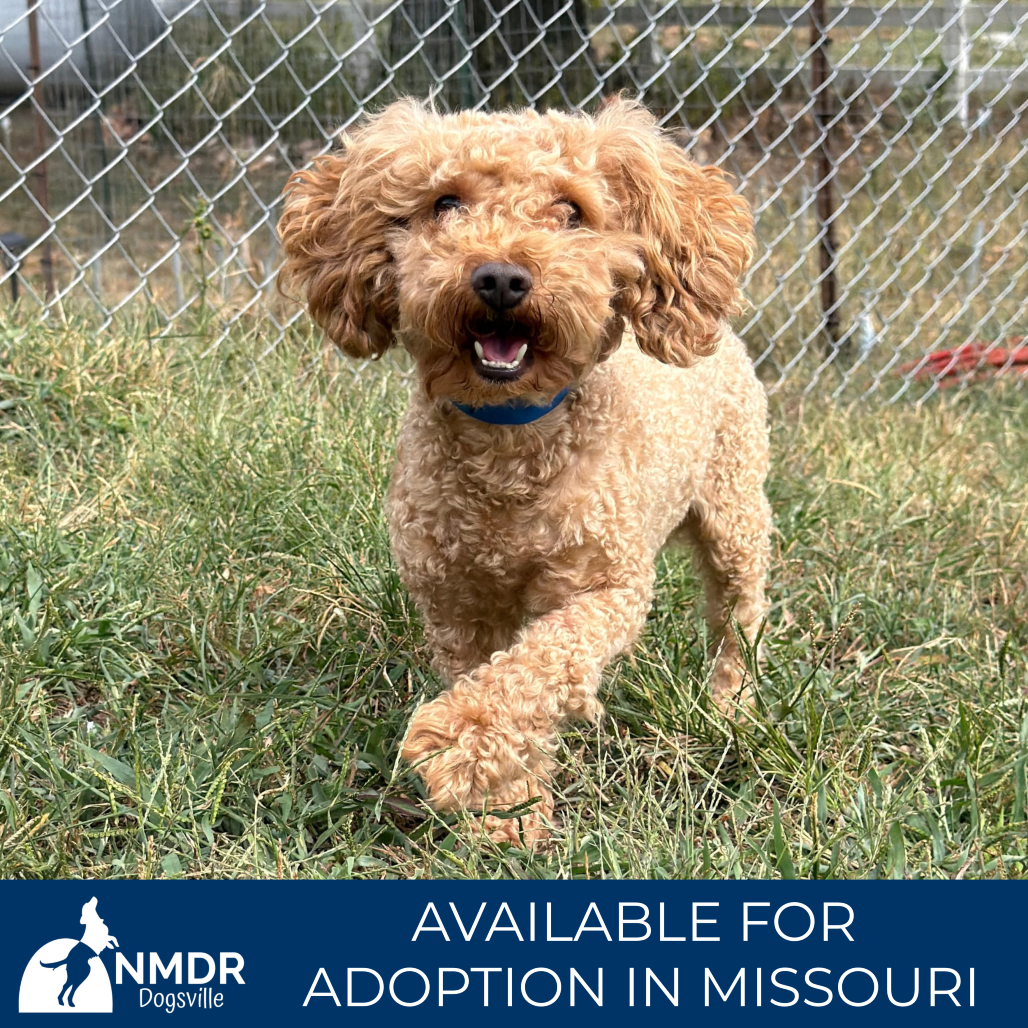 JAKE - MISSOURI (S26-141) - Poodle / Miniature available for adoption