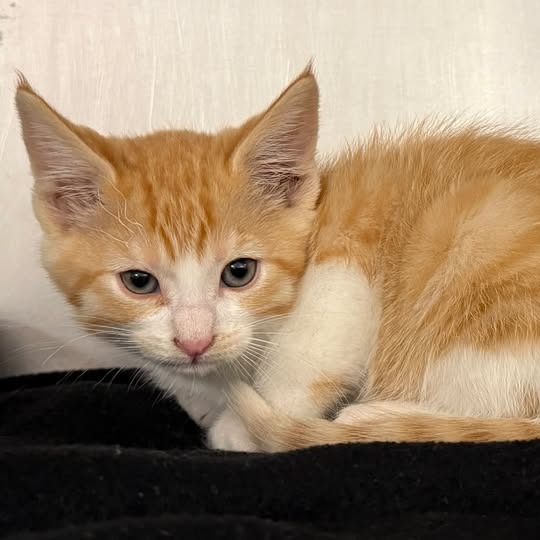 Jigsaw - Domestic Shorthair