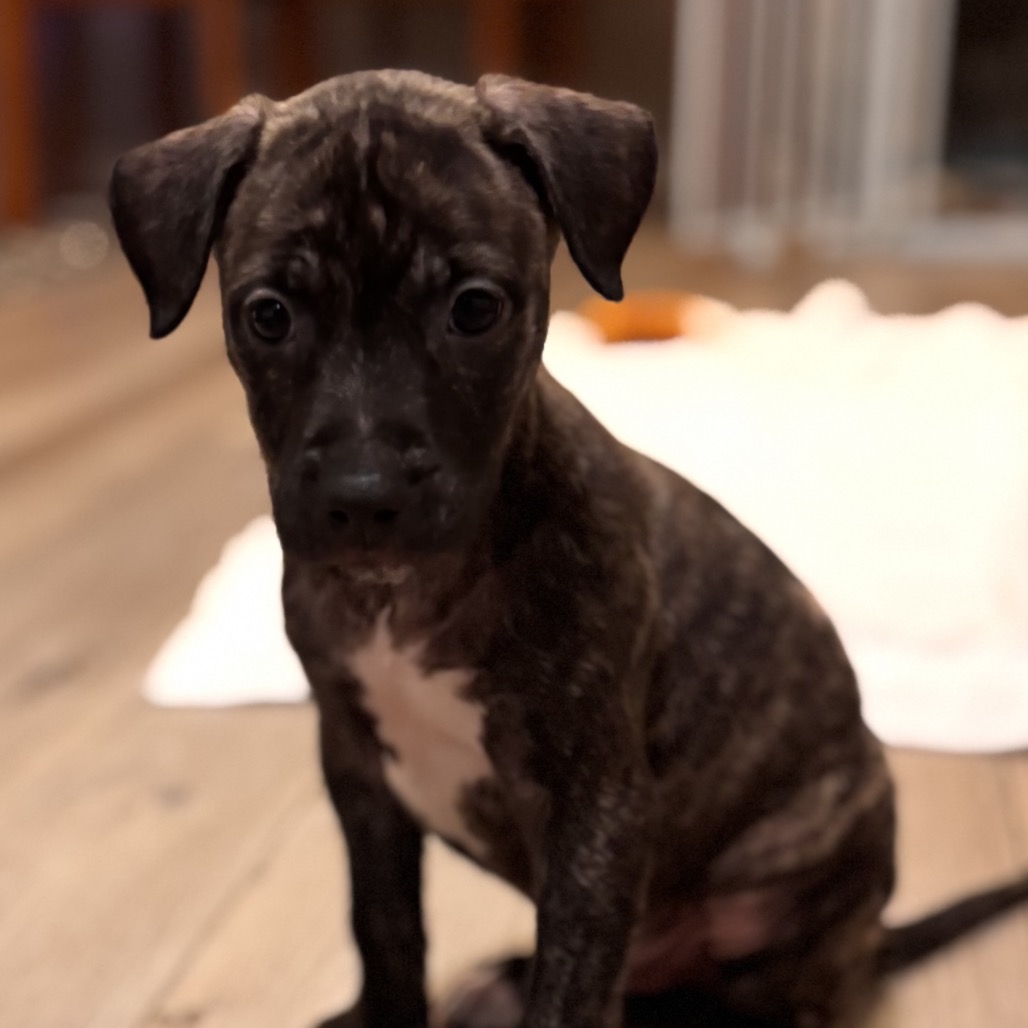 Rolo, photo 4
