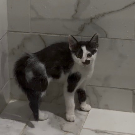 Patches - Costa Mesa Location **Available 10/29/26, photo 4