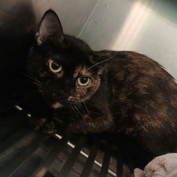 TIFFANY - Domestic Shorthair for adoption in Dayton