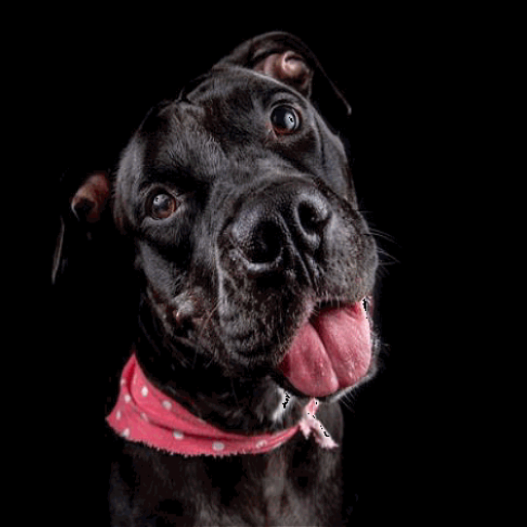 Shadow — thumbnail 6